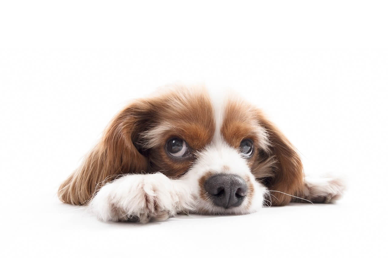 Can Cavalier King Charles Spaniel Be Left Alone