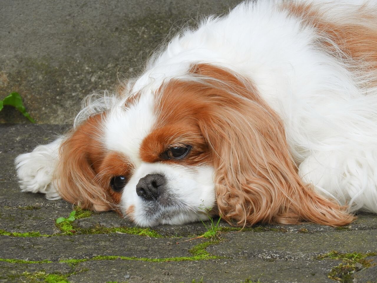 How Old Are Female Cavalier King Charles Spaniels When They Go In Heat