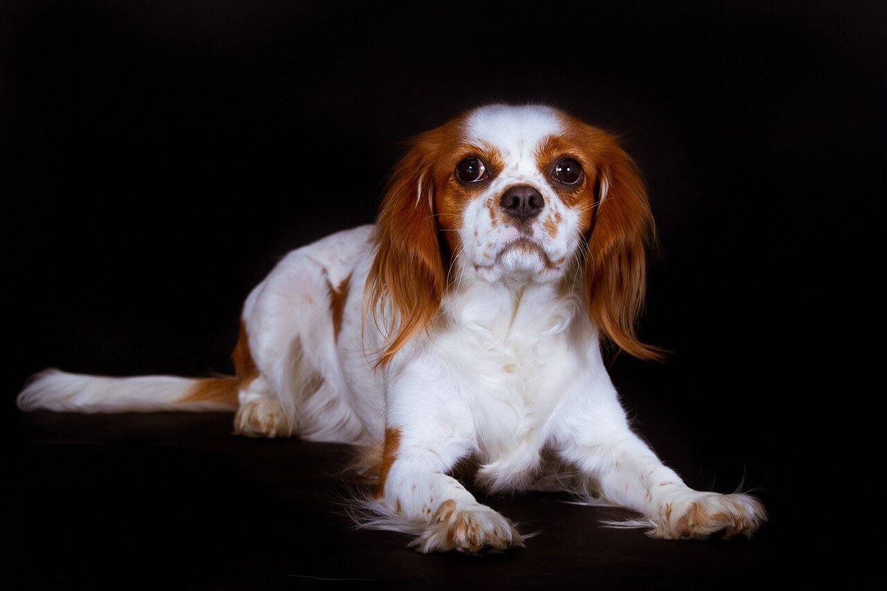 Are Cavalier King Charles Spaniels Good With Cats