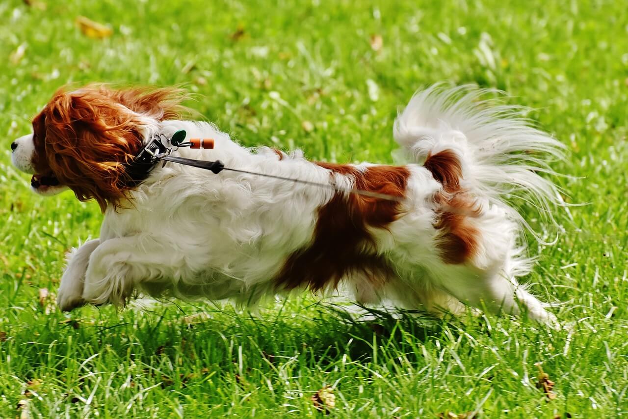 Can a Cavalier King Charles Spaniel Run With Me