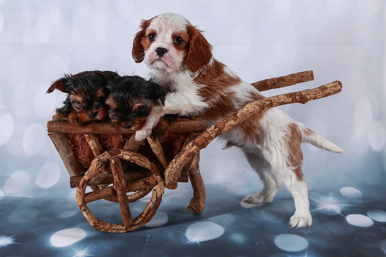 Why My Cavalier King Charles Spaniel Is So Small