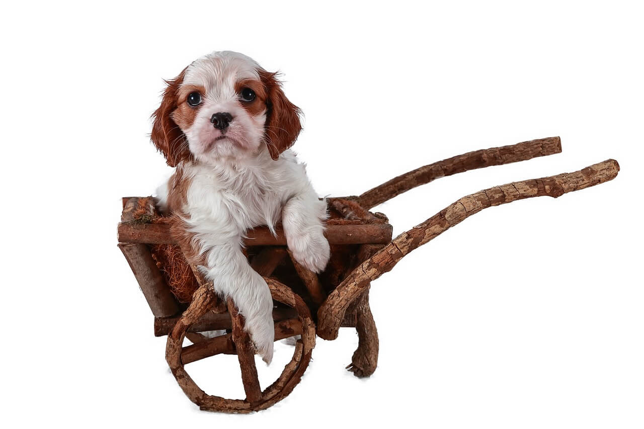 How to Care For a Cavalier King Charles Spaniel