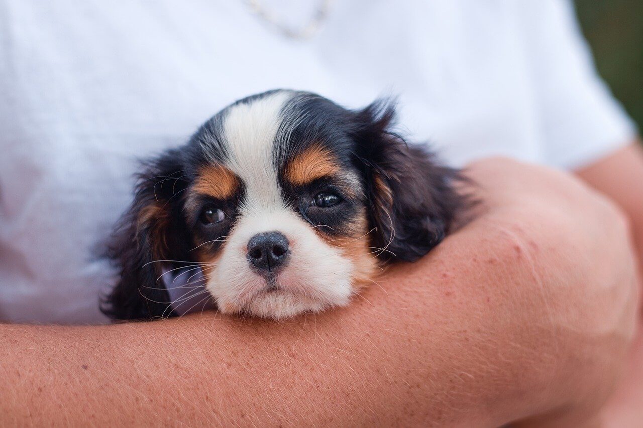 Why You Shouldn't Get A Cavalier King Charles Spaniel
