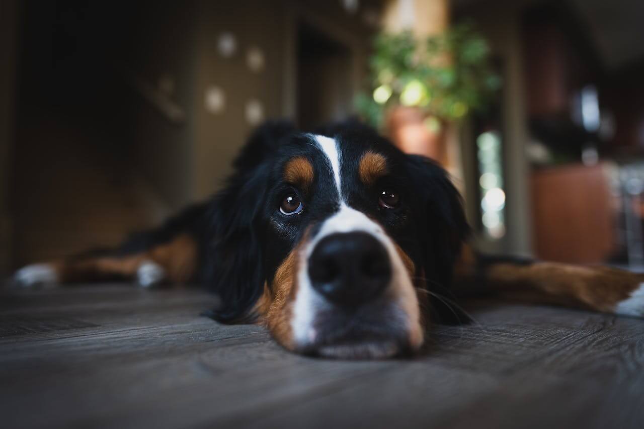 Why You Shouldn't Get A Bernese Mountain Dog
