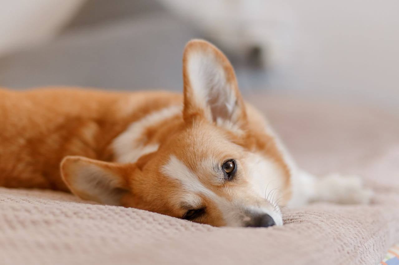 Why Corgis Are The Worst Dogs