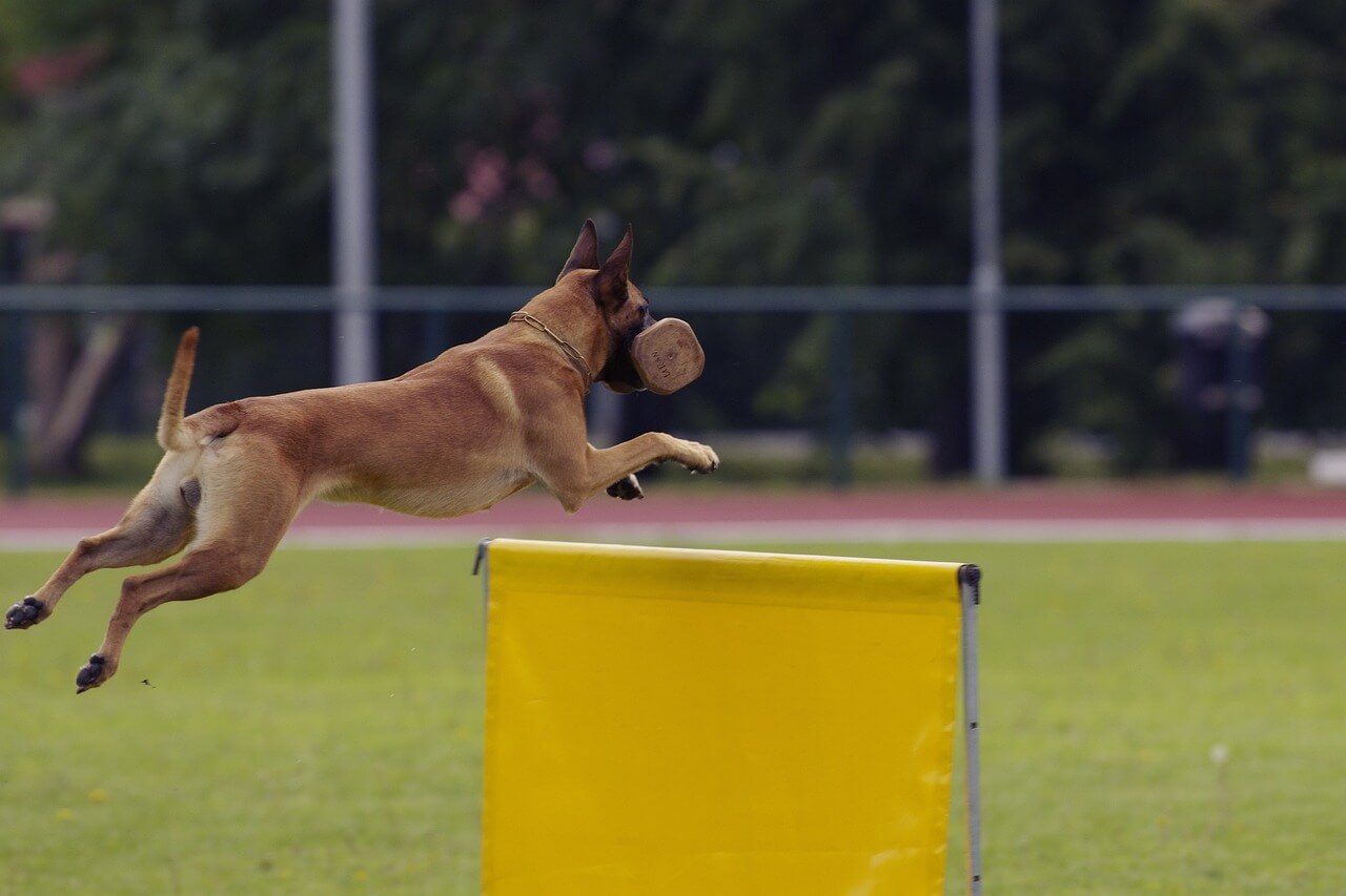 How Fast Can A Belgian Malinois Run