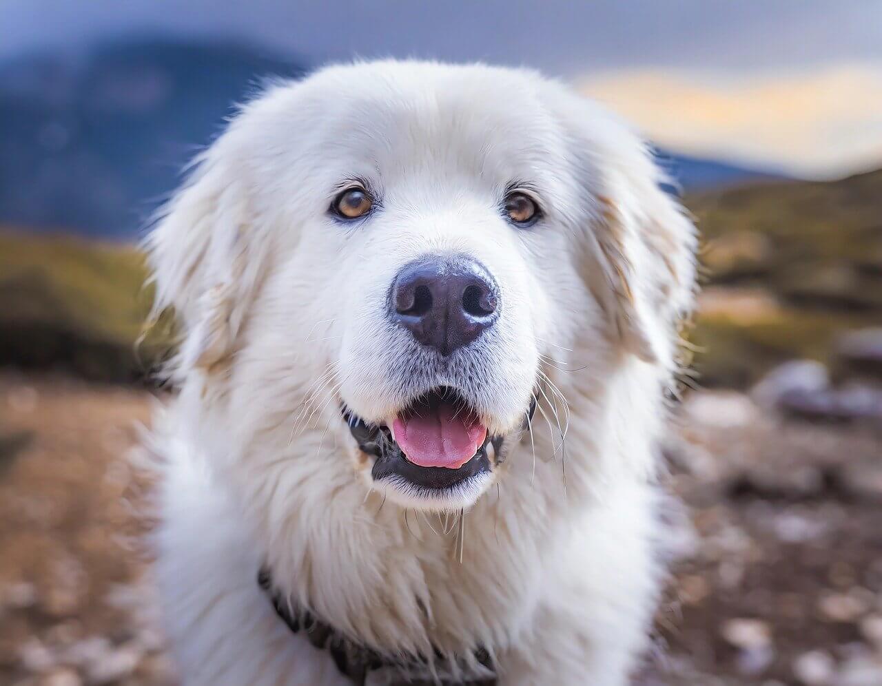 Why Are Great Pyrenees So Cheap