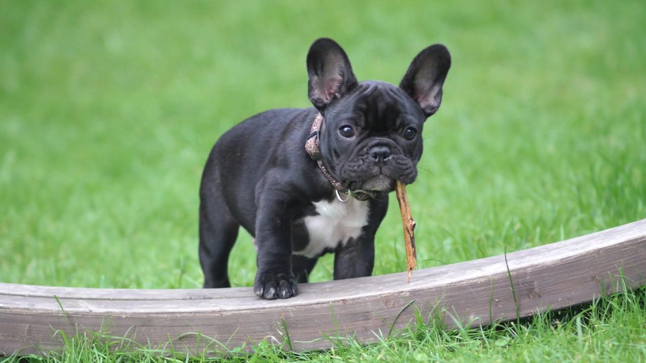 10 Reasons Not To Get A French Bulldog