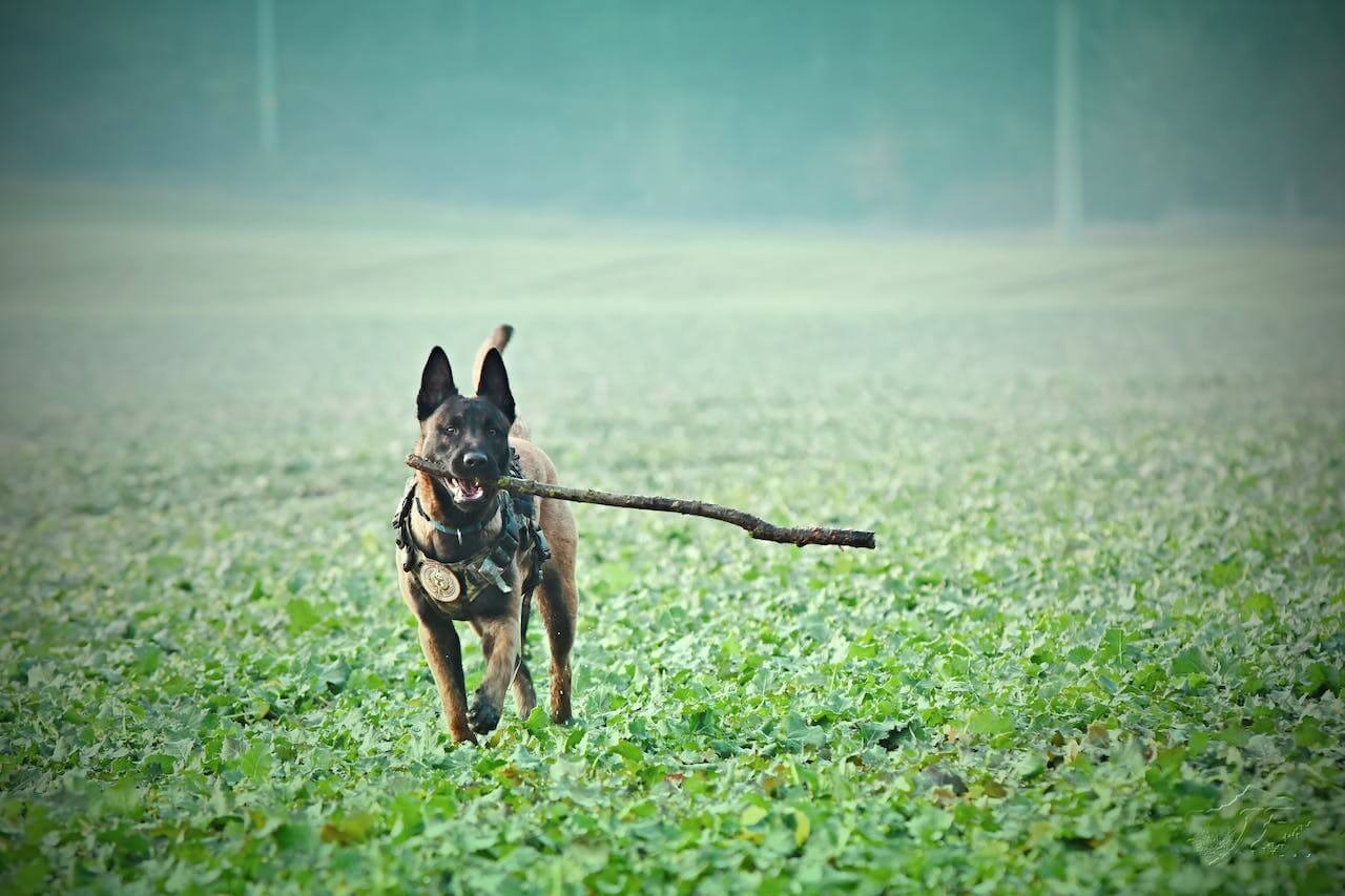 How To Keep A Belgian Malinois Entertained