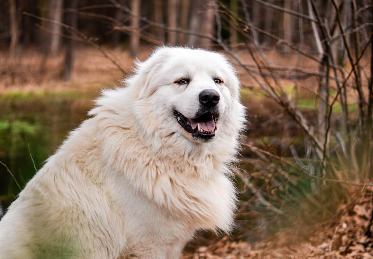 Dog Breeds Similar to the Great Pyrenees