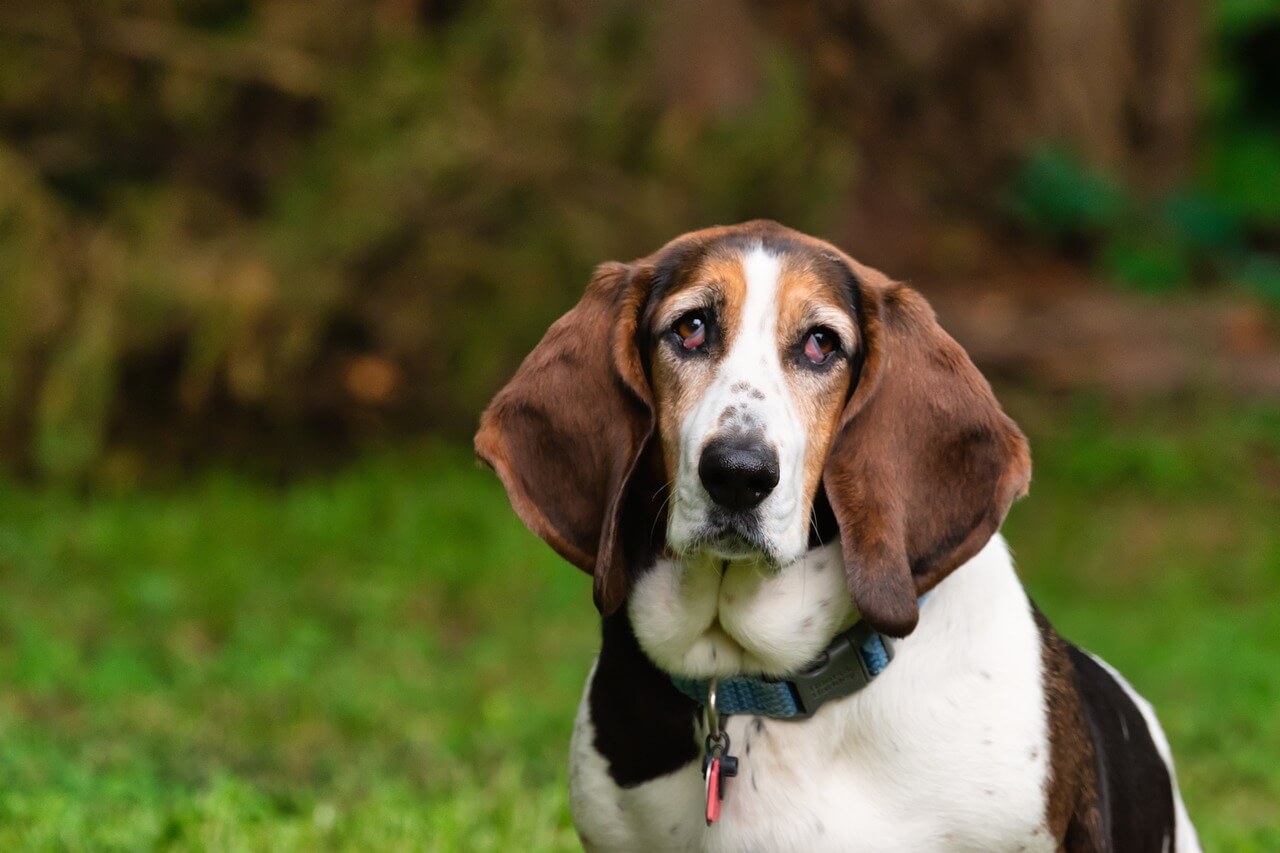 10 Reasons Not To Get A Basset Hound